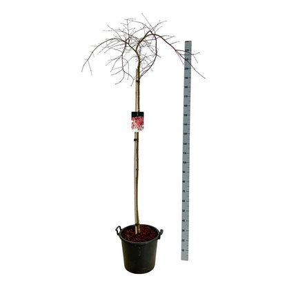 Acer palmatum &