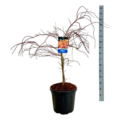 Acer &