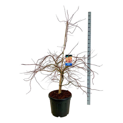 Acer &