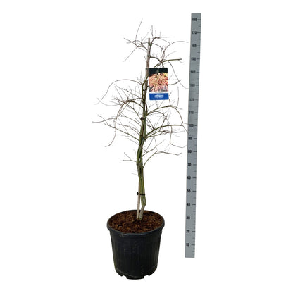 Acer &