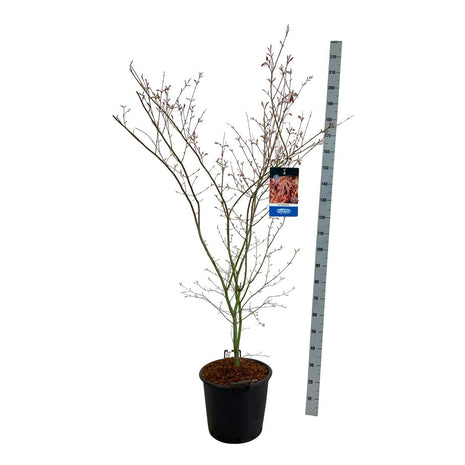 Acer 'North Wind'® (Jack Frost)