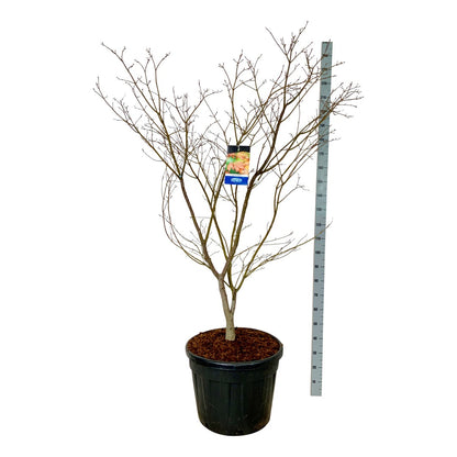 Acer &