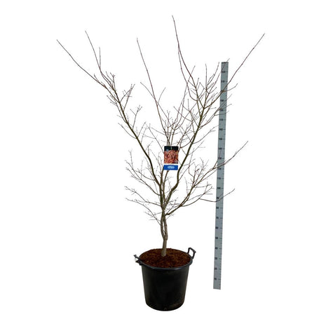 Acer 'North Wind'® (Jack Frost)