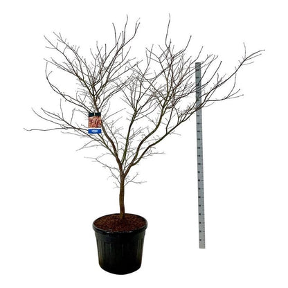 Acer &