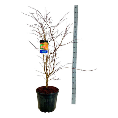Acer &