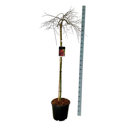 Acer palmatum &