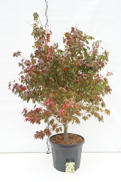 Acer palmatum &