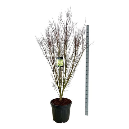 Acer pal. &