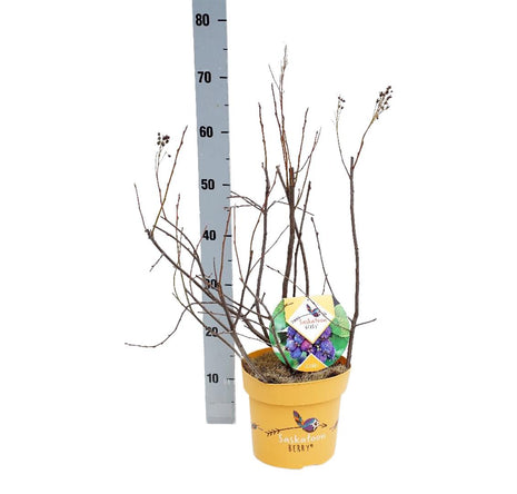 Amelanchier aln. 'Saskatoon Berry'®