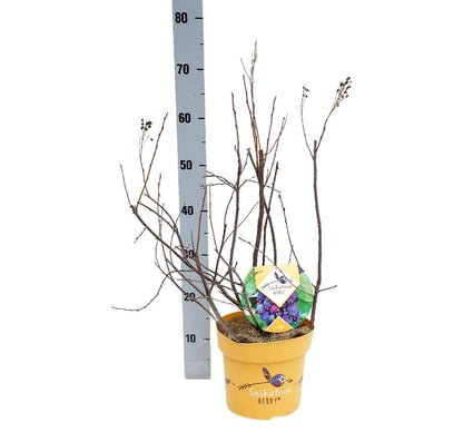 Amelanchier aln. &
