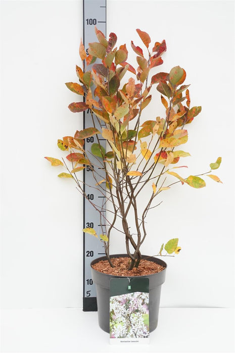 Amelanchier lamarckii