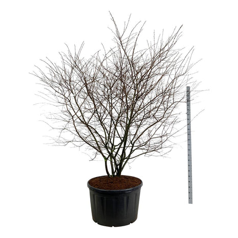 Amelanchier lamarckii