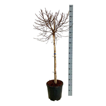Betula p. &
