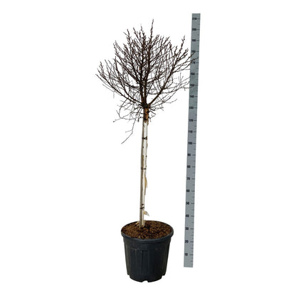 Betula pendula &