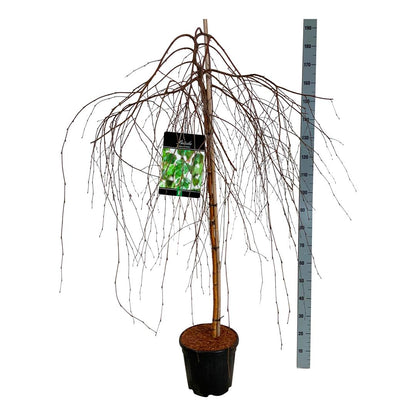 Betula p. &