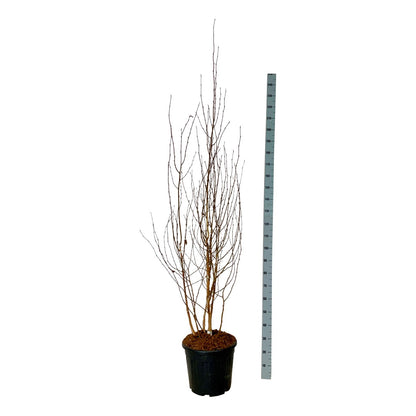 Himalajabjörk - Betula utilis var. jacquemontii 175-200 cm, C30 (30 liters kruka)
