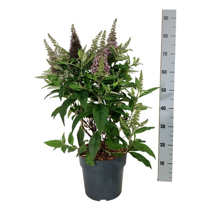 Buddleja d. &