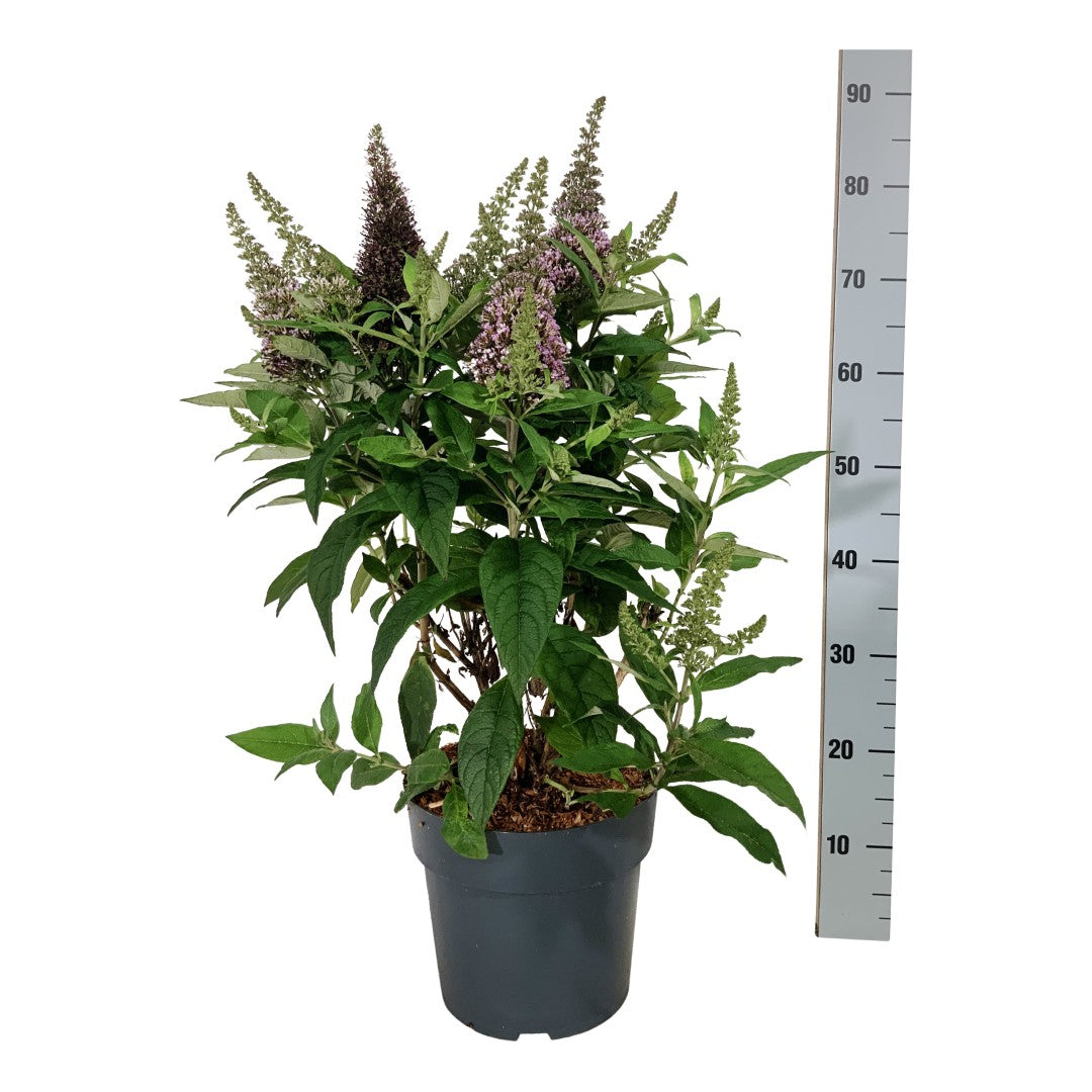 Buddleja d. &