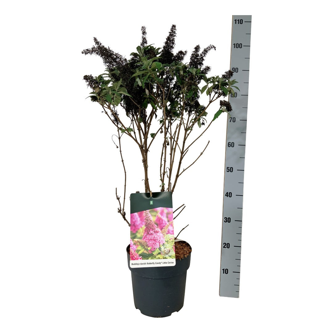 Buddleja d. &