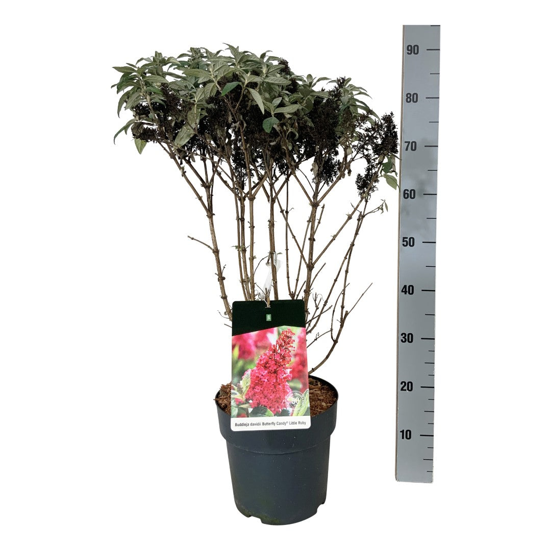 Buddleja d. &