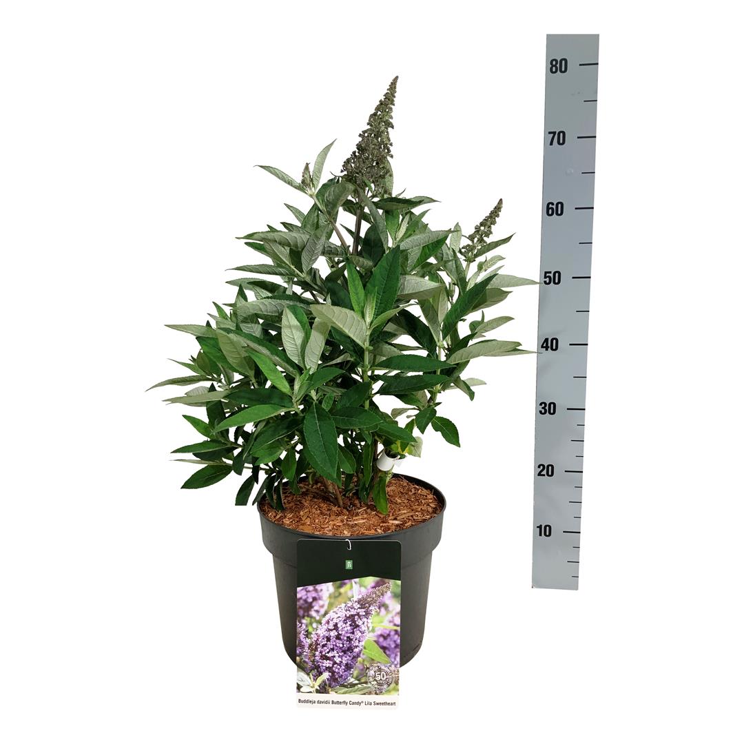 Buddleja d. &