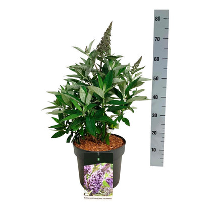 Buddleja d. &