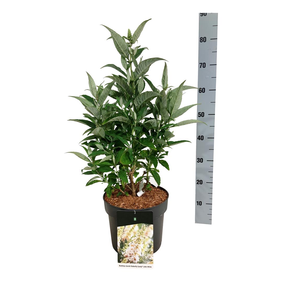 Buddleja d. &
