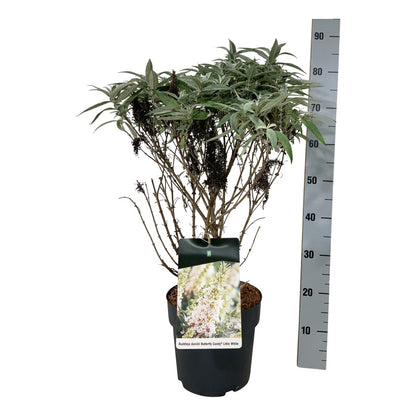 Buddleja d. &