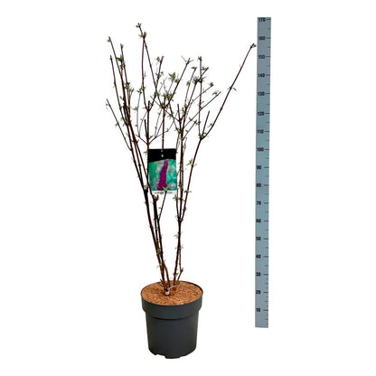Buddleja d. &