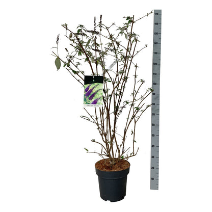 Buddleja d. &