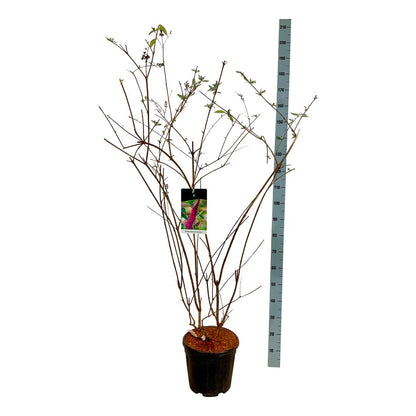 Buddleja d. &