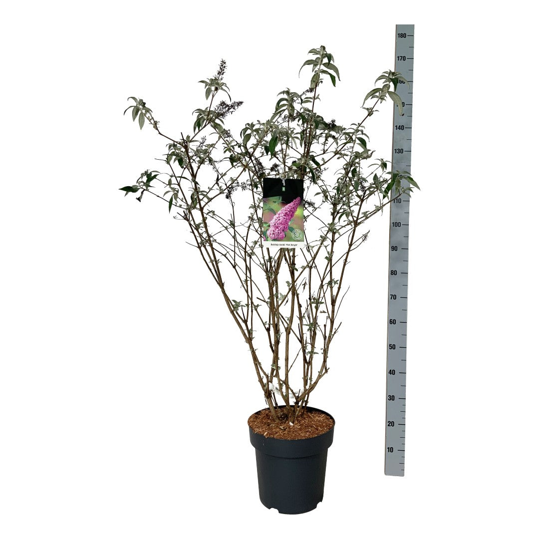 Buddleja d. &