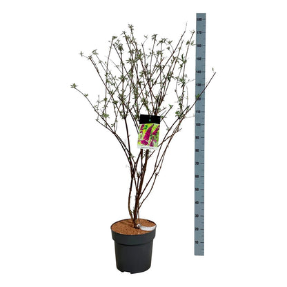 Buddleja d. &