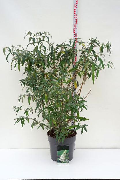 Buddleja d. &