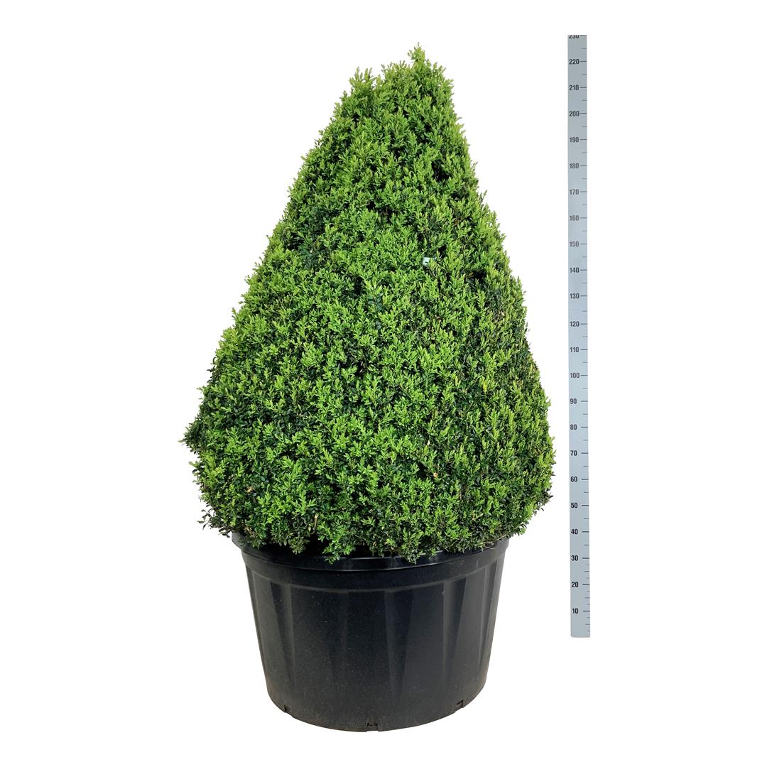 Buxbom sempervirens - 125-150 CM CONE C285