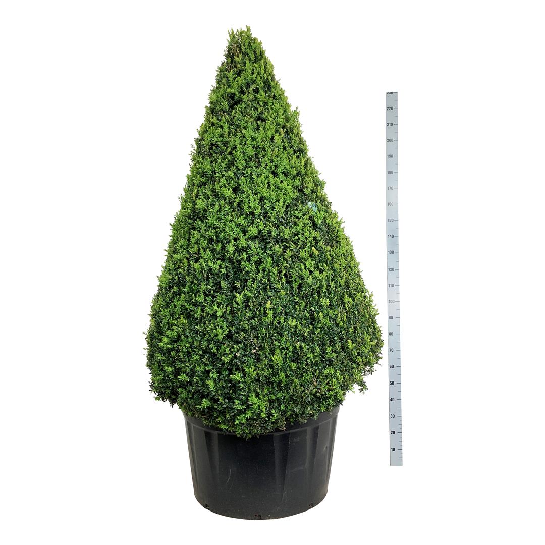 Buxbom sempervirens - 175-200 CM CONE C290