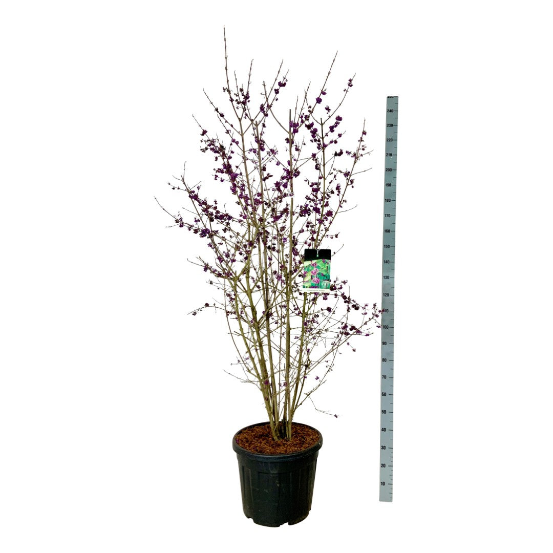 Skönfrukt bod. &