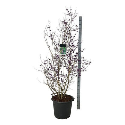 Callicarpa bod. &