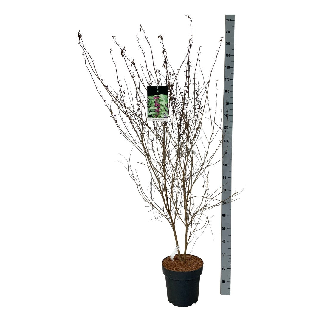 Skönfrukt dichotoma &