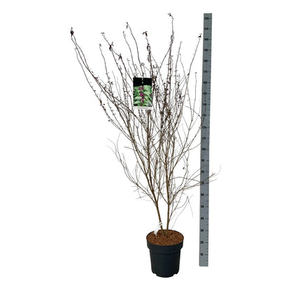 Callicarpa dichotoma &