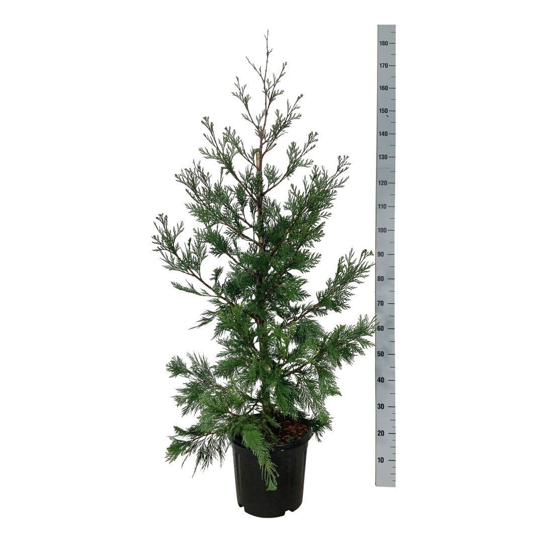Kaliforniskt rökelseträd dec. &