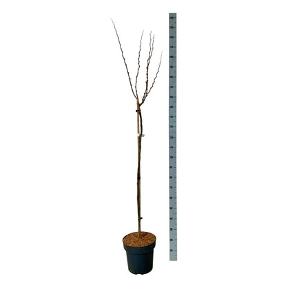 Cercis chinensis &