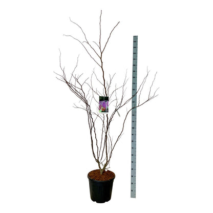 Cercis canadensis &