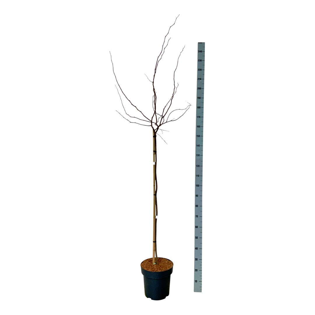 Judasträd can. &