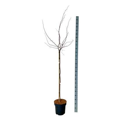 Cercis canadensis &