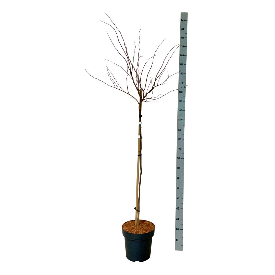 Judasträd can. &
