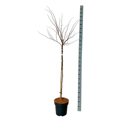 Cercis canadensis &