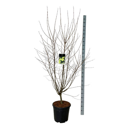 Cercidiphyllum japonicum C30 (30 liters kruka) 150-175 cm Extra