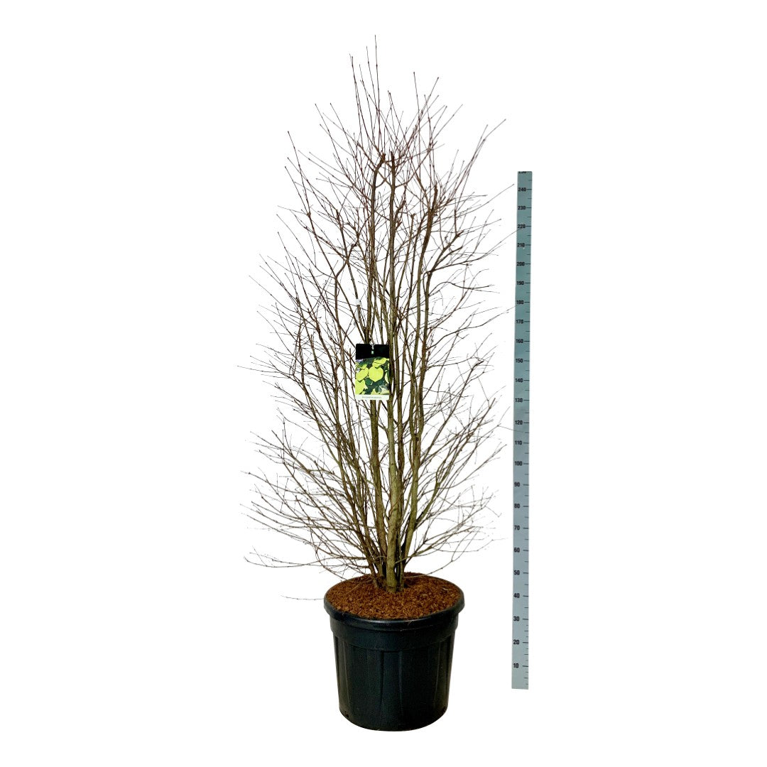 Katsura japonicum - C90 200-225CM EXTRA
