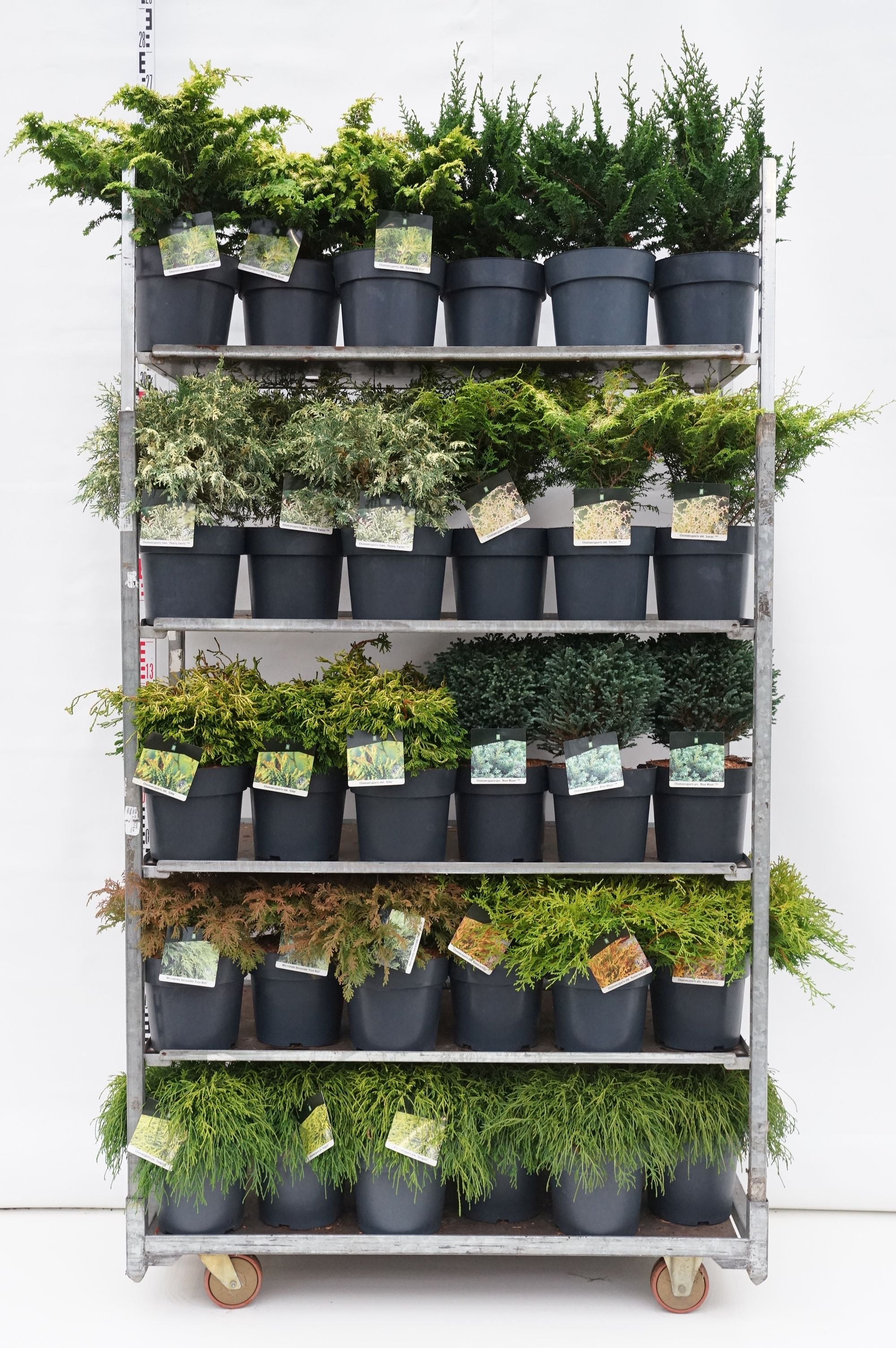 Ädelcypress &amp; Microbiota in cultivars - C7/P24
